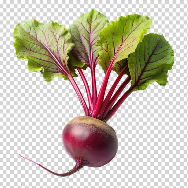 PSD whole vertical beet root with leaves on transparent background