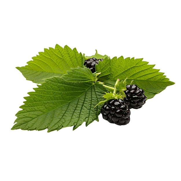 PSD wild blackberry leaves with their characteristic serrated edges and rough texture