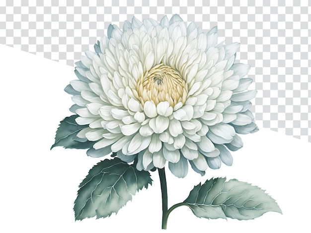 Wildflower Elegance Transparent Background White Chrysanthemum Watercolor Illustration