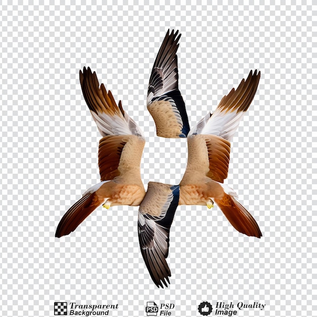 Wings of birds isolated on transparent background