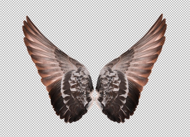 Wings isolated on alpha layer