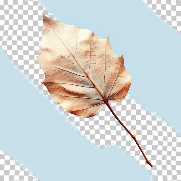 Withered leaf on transparent background clipping included