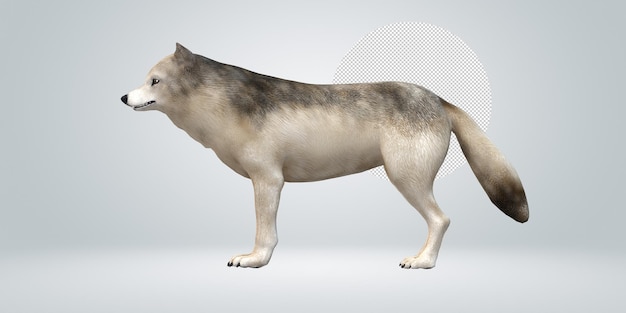 Wolf isolated on a Transparent Background