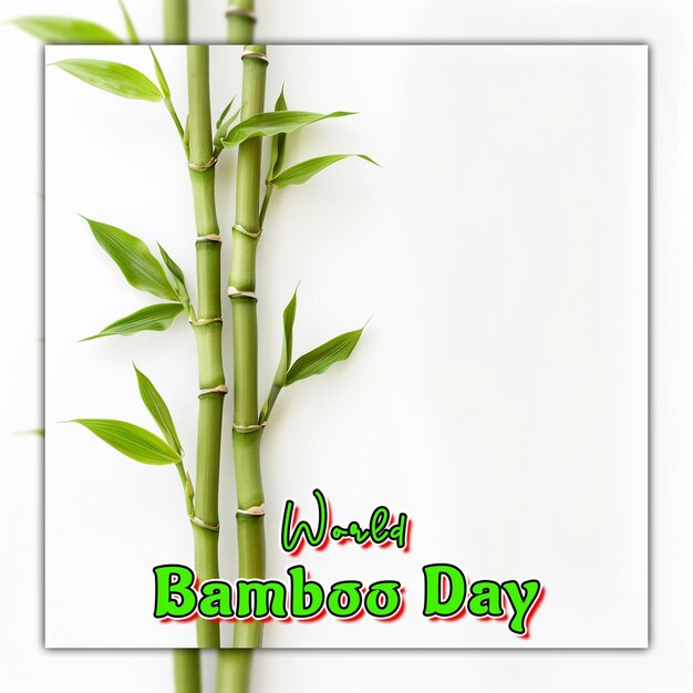 PSD world bamboo day nature bamboo branches with rain drops for social media post design