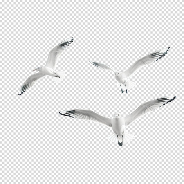 PSD world migratory bird day isolated on transparent background