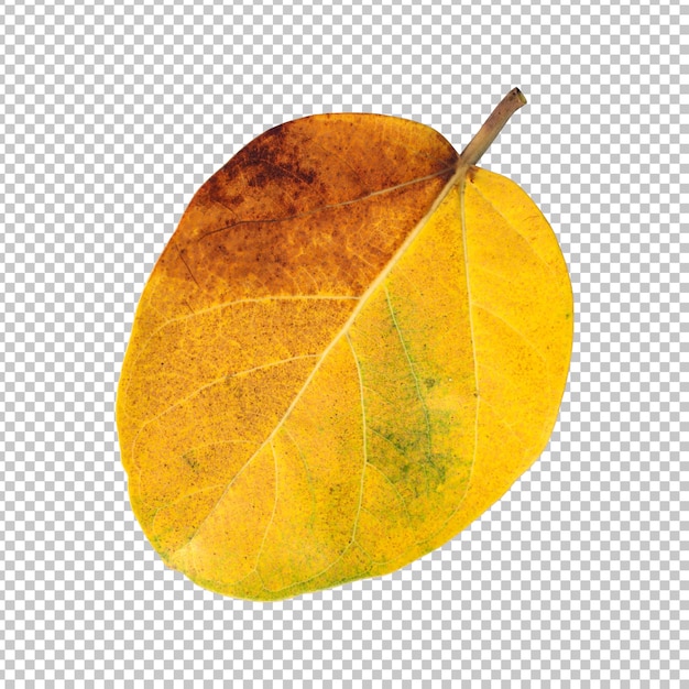 Yellow banyan tree leaf isolated rendering