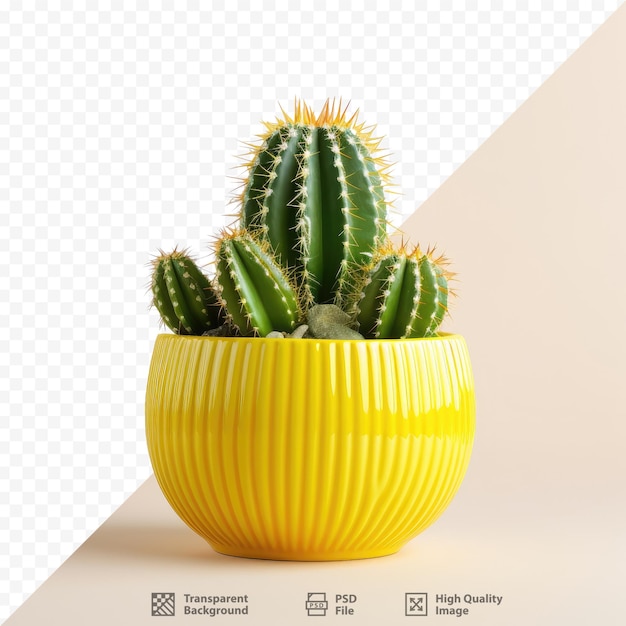 a yellow ceramic vase with a cactus in it and a white background with a yellow background.