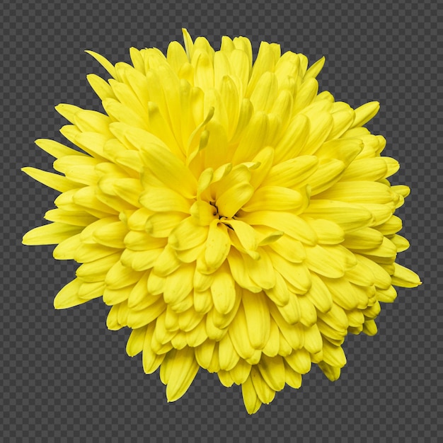 Yellow chrysanthemum flower isolated rendering