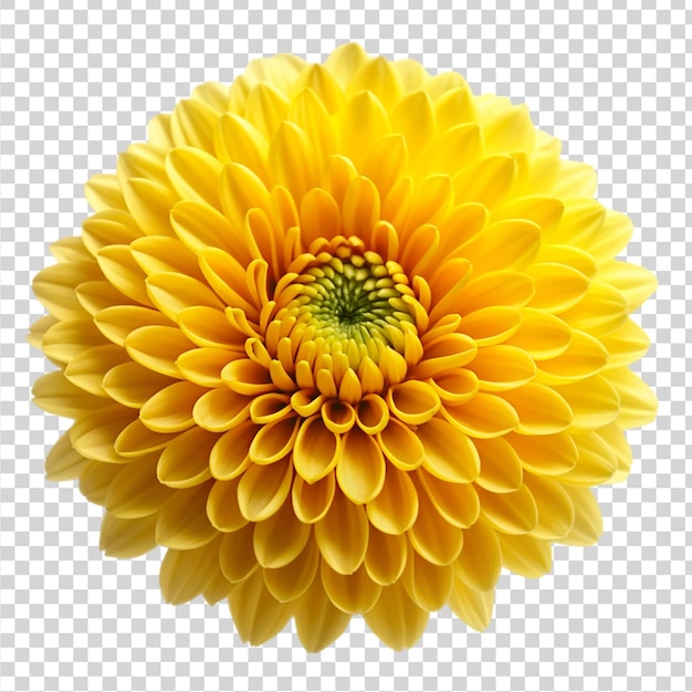 PSD yellow chrysanthemum isolated on transparent background