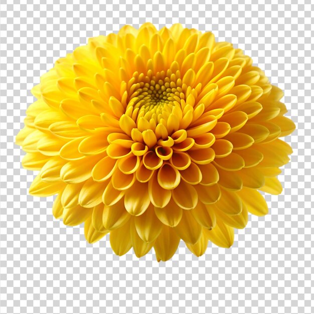 PSD yellow chrysanthemum isolated on transparent background