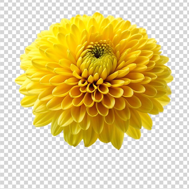 PSD yellow chrysanthemum isolated on transparent background