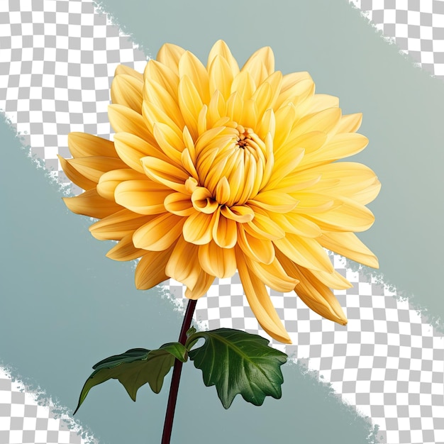 Yellow chrysanthemum with beautiful petals Dendranthemum grandiflorum on transparent background