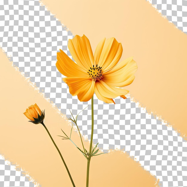 Yellow flower on transparent background