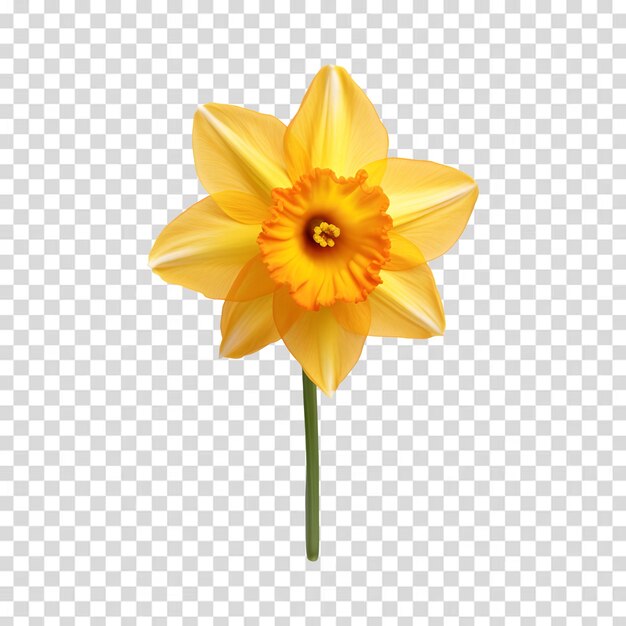 yellow flower on a transparent background