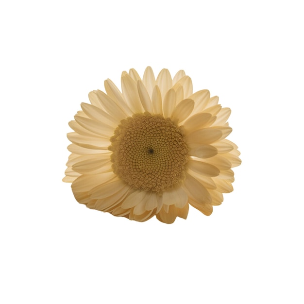 Yellow flower on white background