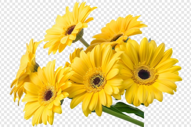 yellow flowers isolated on transparent background