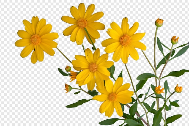 yellow flowers isolated on transparent background