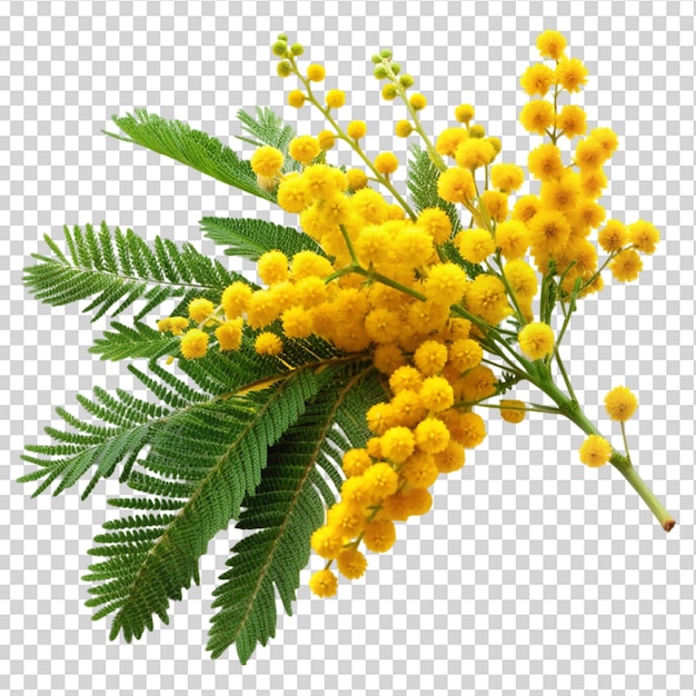 Yellow flowers with green leaves on transparent background