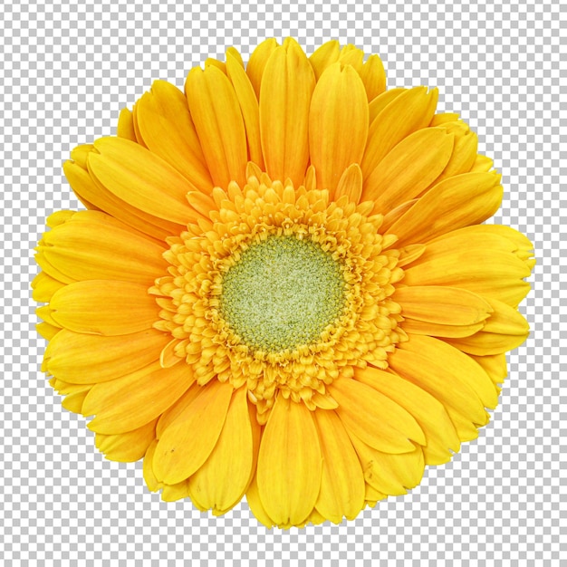 Yellow gerbera flower isolated rendering