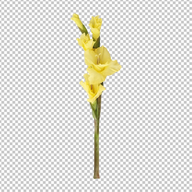 PSD yellow gladiolus flower stem isolated rendering