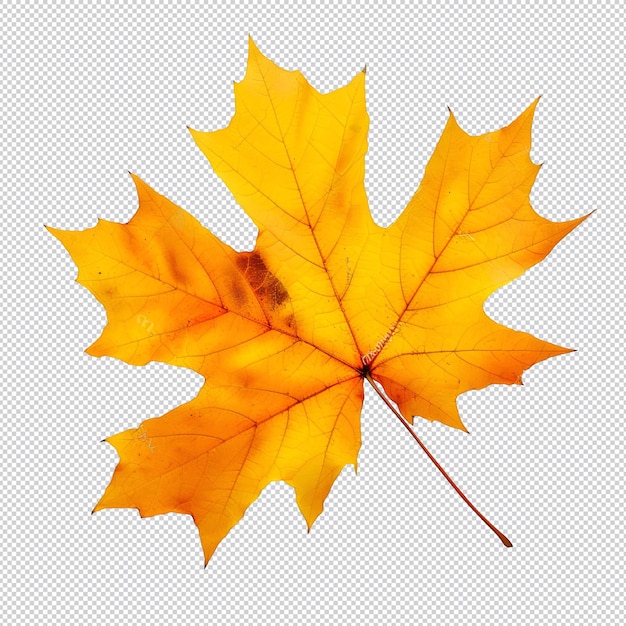 PSD a yellow maple leaf