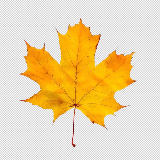 a yellow maple leaf