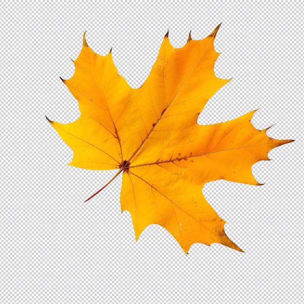 PSD a yellow maple leaf