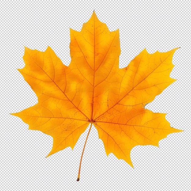 a yellow maple leaf