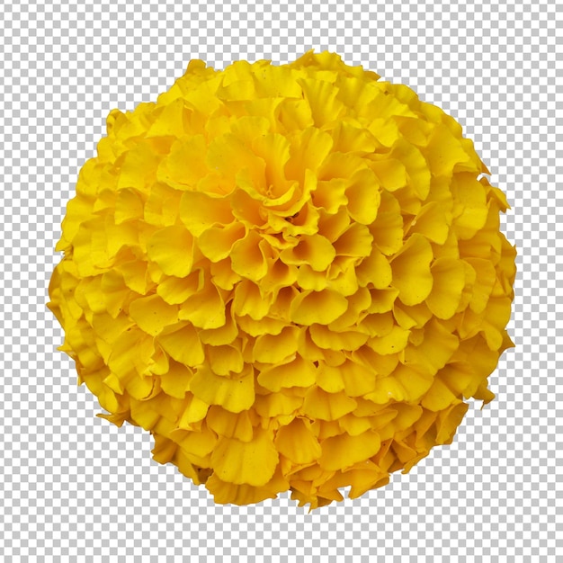 Yellow marigold flower isolated rendering