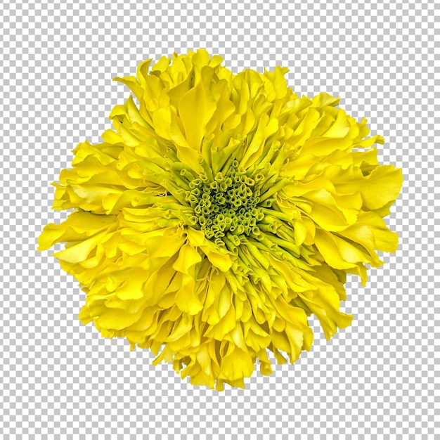 Yellow marigold flower isolated rendering