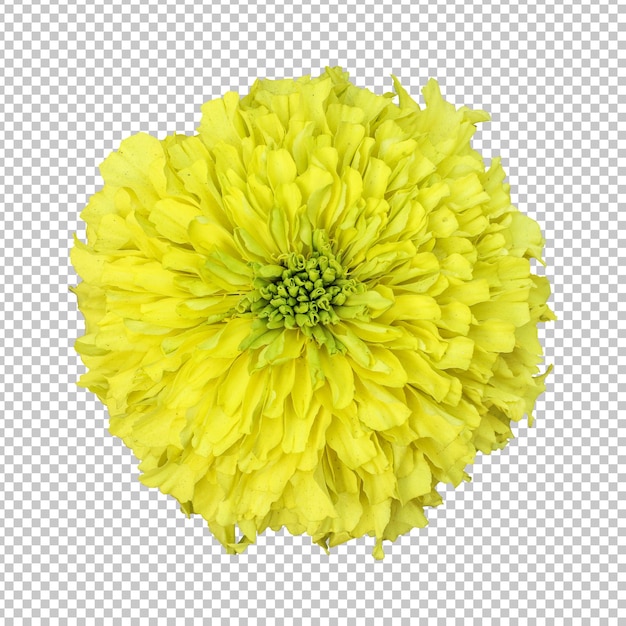 Yellow marigold flower isolated rendering