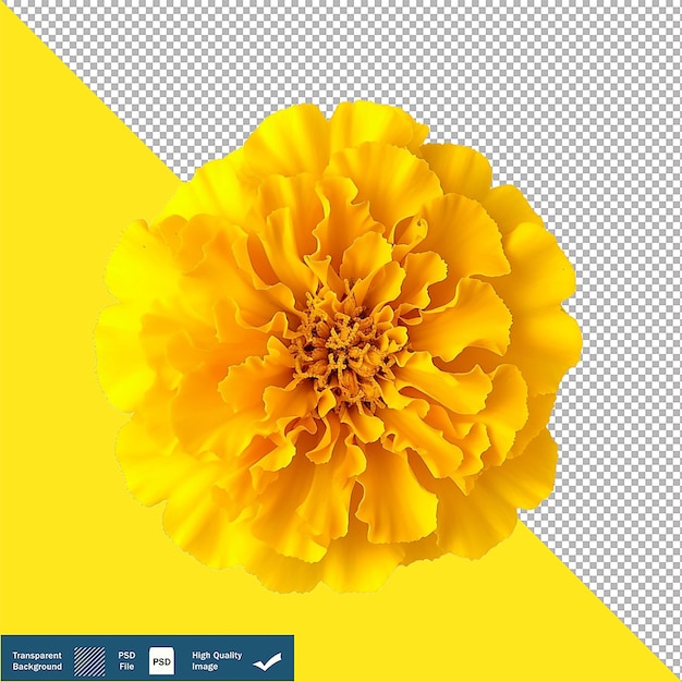 PSD yellow marigold flower isolated on white transparent background png