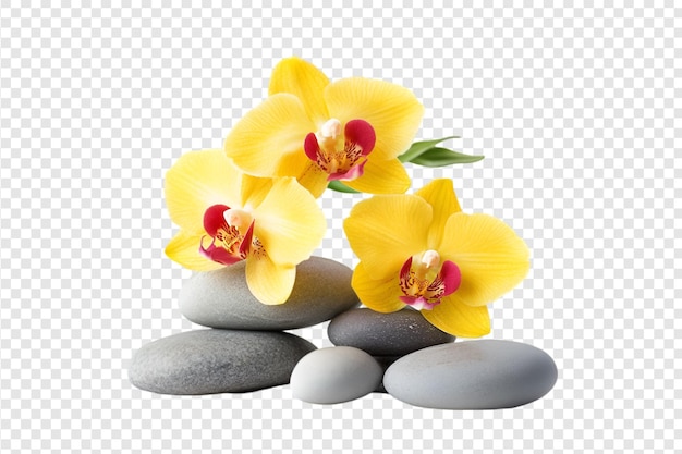 PSD yellow orchids with red centers on smooth grey stones isolated on a transparent background