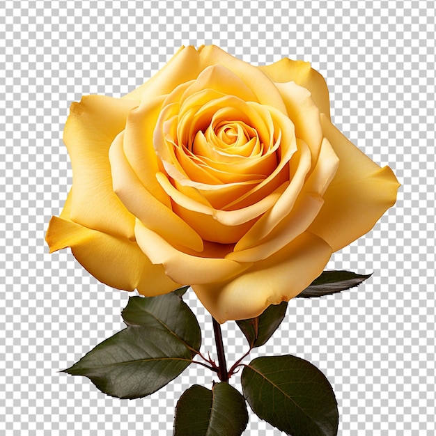 A yellow rose isolated on transparent background