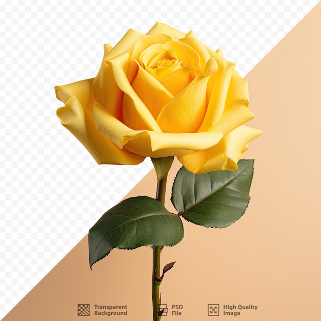 a yellow rose with a green stem and a yellow background.