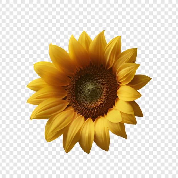 Yellow sunflower isolated on transparent background