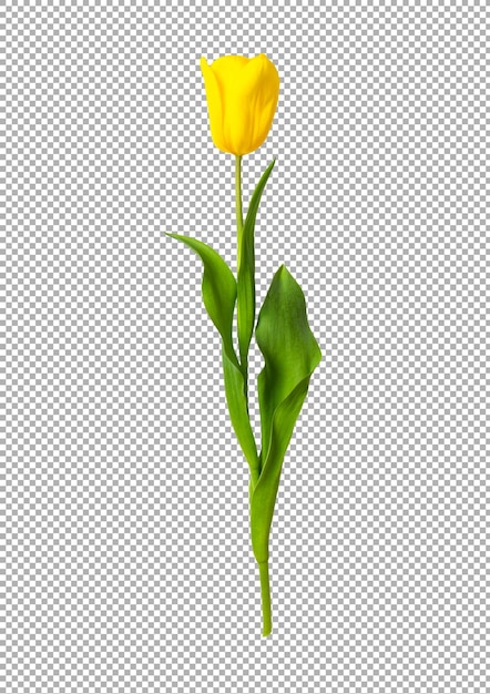 Yellow tulip isolated