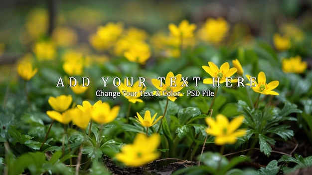 Yellow Wildflowers in a Spring Forest