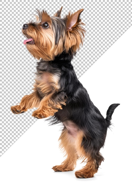 yorkshire terrier dog standing on two legs looking up isolated on white background