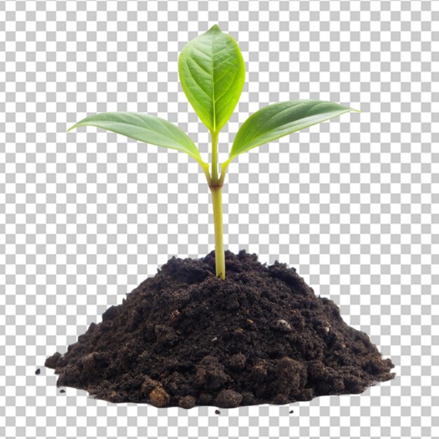 PSD young green plant growing out of black soil on transparent background