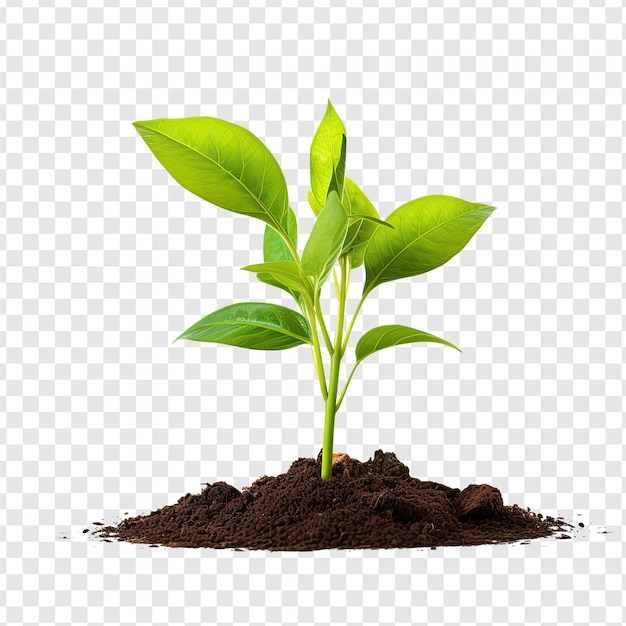 Young green plant in soil isolated on transparency background PSD