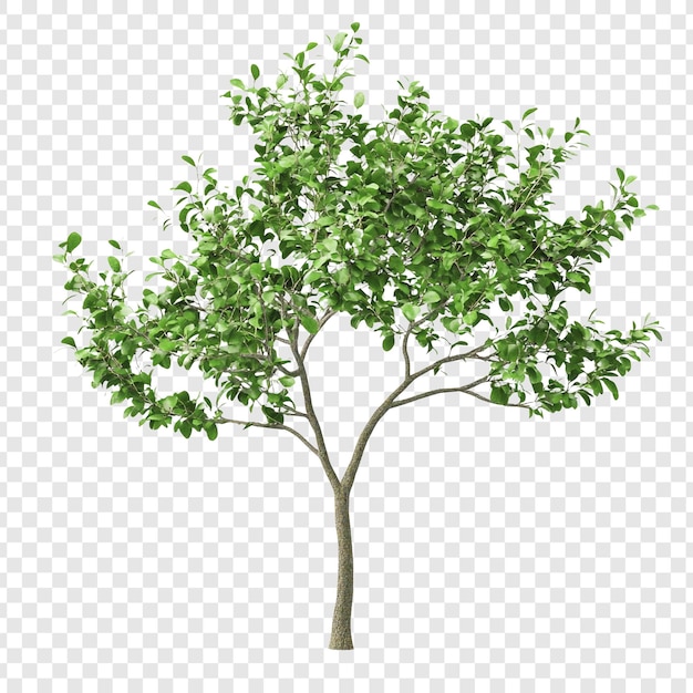 A Young Green Tree with Lush Foliage