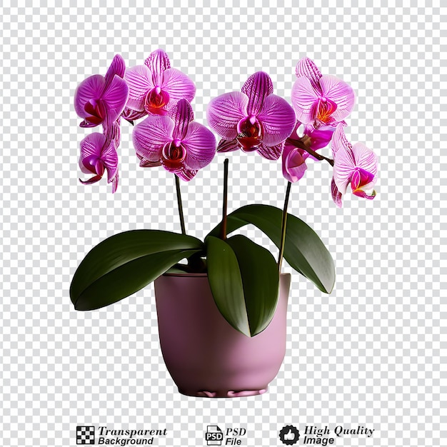 PSD young orchid pot plant isolated on transparent background