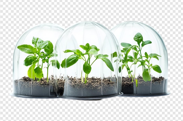 PSD young plants growing in mini greenhouse isolated on a transparent background