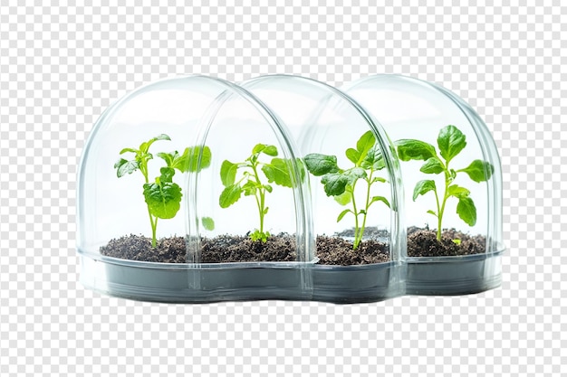 Young plants growing in mini greenhouse isolated on a transparent background