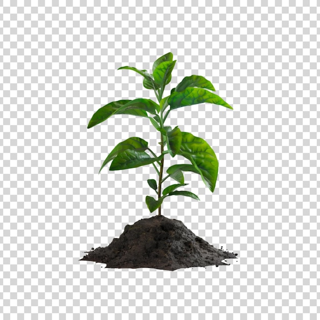 PSD young plants in soil isolated on a transparent background