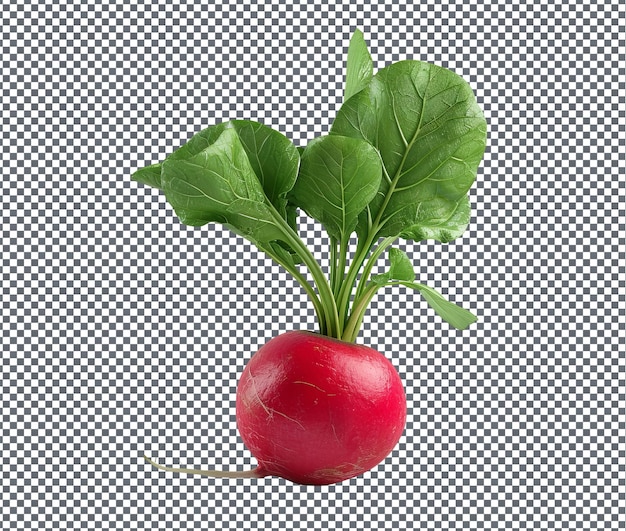 yummy Radish isolated on transparent background