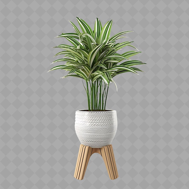 Z2 Dracaena Trifasciata in a Glazed Ceramic Pot on a Rattan Pla Isolated Green Tree For Home Decor