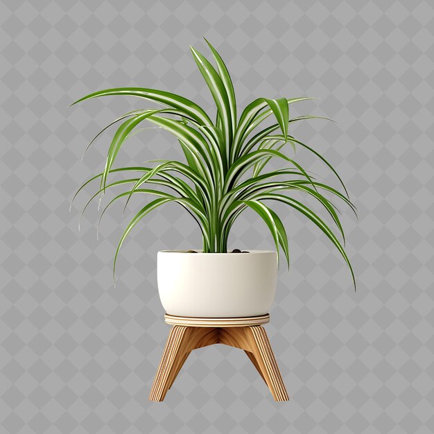 Z2 Spider Plant in a Ceramic Pot With Tropical Design on a Ratt Isolated Green Tree For Home Decor