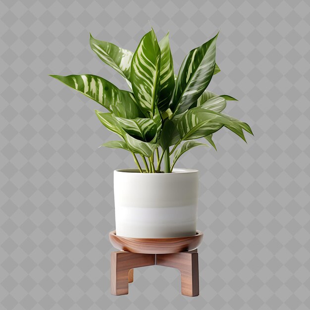 Z2 a Zz Plant in a Ceramic Pot on an Marble Plant Stand With Ne Isolated Green Tree For Home Decor